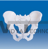 The model of male pelvis